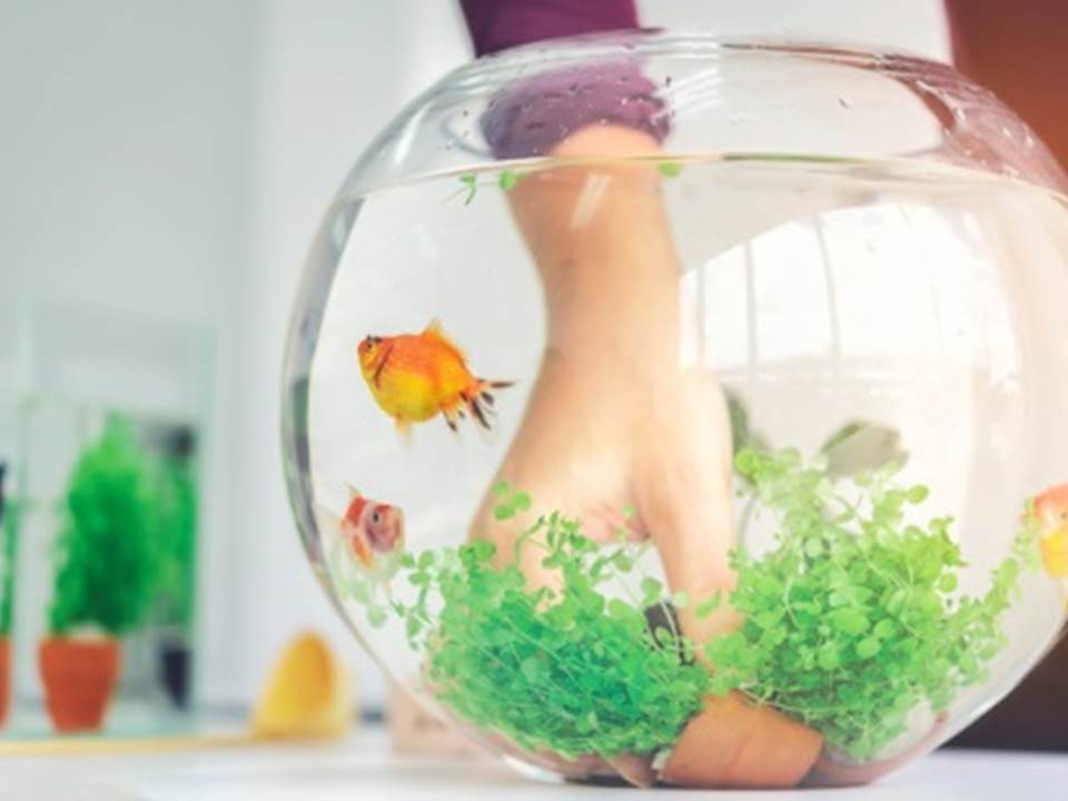 月薪20万还得帮老闆养鱼？3重点揭工作要做杂事的理由是…