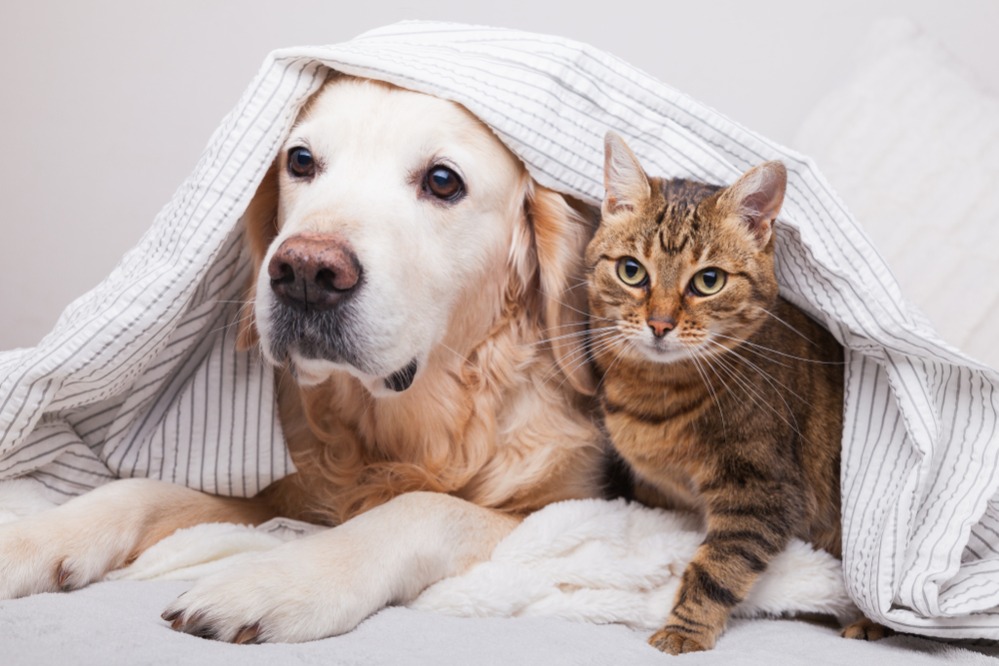 同事的猫咪狗狗好可爱，那我适合养吗？上班族领养毛小孩前须评估的4件事情